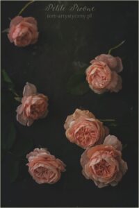 Wafer paper David Austin Roses- Petite Pivoine Cakes