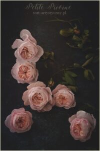 Wafer paper English roses- Petite Pivoine Cakes
