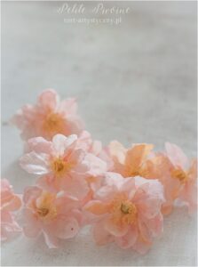Wafer paper Japanese anemones- Petite Pivoine Cakes