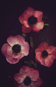 Wafer paper anemones - Petite Pivoine Cakes