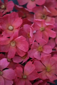 Wafer paper cosmos- Petite Pivoines