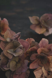 Wafer paper hydrangea in autumn colors- Petite Pivoine Cakes