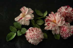 Wafer paper multicoloured rose- Petite Pivoine Cakes